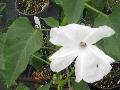 Bush Morning Glory / Ipomoea carnea